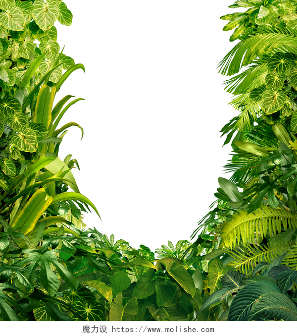 热带雨林树叶组成的一个空白的框架热带植物空白帧